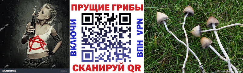 Галлюциногенные грибы Psilocybe  Ипатово 
